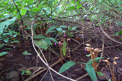 Aeginetia indica